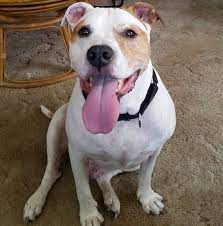 Justanswer.com has been visited by 100k+ users in the past month West Side Pet Clinic Home Facebook
