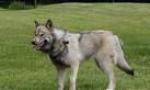 Wolf Dog Breed Hybrid Information and Pictures
