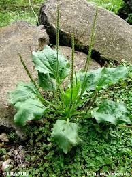 Image result for Plantago