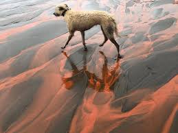 Incredible pictures as Devon beach turns blood red thanks to bizarre  phenomenon | Devon Live