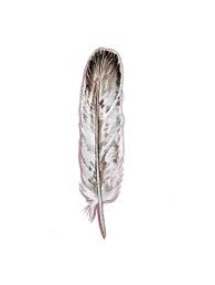 Bald Eagle Feather Original Watercolor Nightly Study By Jodyvanb Eagle Feather Tattoos Feather Tattoo Meaning Feather Tattoos