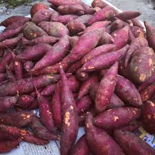 Kami pengeluar ubi keledek segar terus dari ladang. Bungolale On Twitter Ubi Keledek Dah Sampai Alhamdulillah Kurang Lebih 500kg Ubi Keledek Telah Berjaya Diselamatkan Weeehooo Bagi Kami Sedikit Masa Untuk Urusan Pos Ya Insyaallah Esok Dah Boleh Mula Pos