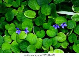 Image result for Tetradenia tanganyikae
