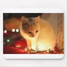 adorable animal animal photography 735423 mouse pad photography picture cyo special diy animal photography beautiful animals photography animals