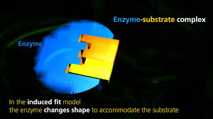 Enzyme Function Animation From University Of Surrey Biology Units Enzymes Biology