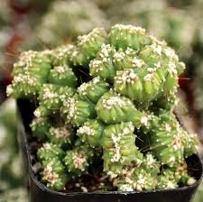 Image result for Cereus