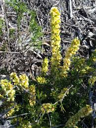 Image result for Peraceae