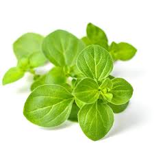 Image result for Origanum