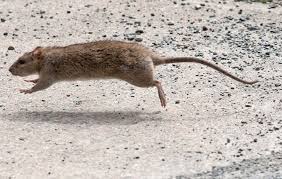 Cockroaches are unfortunately a common pest in both rural communities and large, sprawling cities. Hamilton S Rat Problem 5th Worst In Ontario Thespec Com