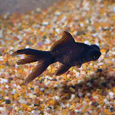 Black Moor Goldfish Tropical Fish For Freshwater Aquariums