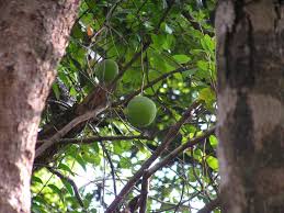 Image result for Landolphia owariensis