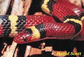 Species Profile Scarlet Kingsnake Eastern Milksnake Lampropeltis Triangulatum Srel Herpetology Snake Coral Snake Milk Snake
