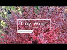 We did not find results for: 30 Seconds With Tiny Wine Ninebark Youtube