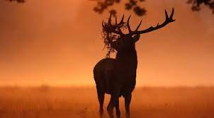 Deer Sunlight Nature Wallpaper Hd Animals 4k Wallpapers Images Photos And Background Wallpapers Den Deer Wallpaper Nature Wallpaper Animals