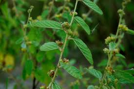 Image result for Waltheria indica