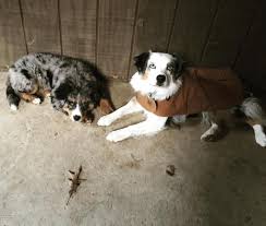 .terrier belgian shepherd dog bergamasco shepherd dog bernese mountain dog bichon. Bernese Mountain Dog Australian Shepherd Mix Petfinder