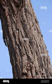 Image result for Acacia grandicornuta