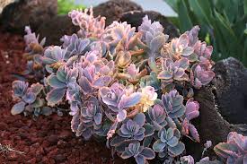 Types Of Kalanchoes Details Photos Labelled Varieties 2020