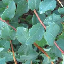 Image result for Snowberry White 1986 Currys