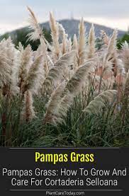 Pampas Grass Care Growing Pruning Cortaderia Selloana Pampas Grass Landscape Pampas Grass Care Cortaderia Selloana