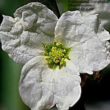 Image result for Alismataceae