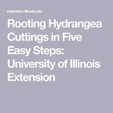 Rooting Hydrangea Cuttings In Five Easy Steps In 2020 Rooting Hydrangea Cuttings Hydrangea Easy Step
