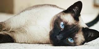 How to identify a siamese cat. Siamese Cat Names 55 Awesome Names For Your Cat