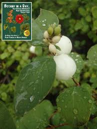 Image result for Strombosiopsis