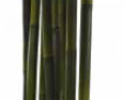 See relevant content for pornbay.top. Paraban Bamboo Awi 100x30xh 250cm Objetos Objetos Y Complementos Distritodo