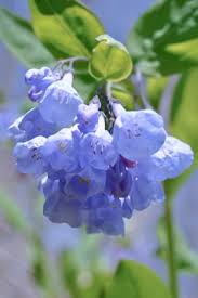 Image result for Sporobolus molleri