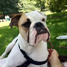Such Droopy Cheeks Too Cute Pooch Bulldog Adorable Dog Boarding Dogs Old English Bulldog