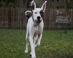 Thank you for watching this video of my best friend. Great Danebull Great Dane Pit Bull Mix Dog Breed Pictures Info Care Traits Pet Keen