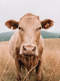 Stefan Gouws Photography