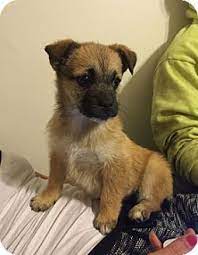 Columbus Oh Border Terrier Shih Tzu Mix Meet Lizzie A Puppy For Adoption Http Www Adoptapet Com Pet 14956110 Colu Border Terrier Puppy Adoption Terrier
