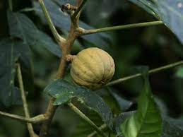 · sandbox tree fruit looks like little pumpkins, but once they dry into seed capsules, they become ticking time bombs. Hura Crepitans Wikipedia