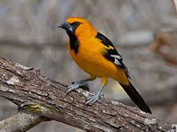 Black Bird With Yellow Breast Texas Similar Species To Hooded Oriole All About Birds Cornell Lab Of Ornithology Orioles Ornithology Species