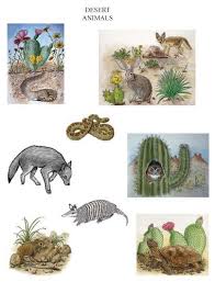 Pin By Evelyn Saenz On Desert Habitat Desert Animals Desert Art Animal Habitats