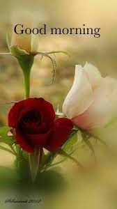 Check spelling or type a new query. Pin By Sree On Decoration Good Morning Flowers Morning Flowers Beautiful Roses