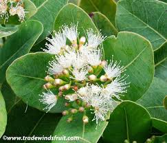 Image result for Syzygium cordatum