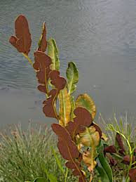 Image result for Acrostichum aureum