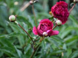 We did not find results for: Peony Flower Types Pictures How To Grow And Care Florgeous