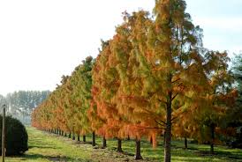Image result for Taxodium