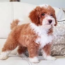 Adopt sailor a gray/blue/silver/salt & pepper miniature poodle / mixed dog in. Re Sunny Ridge Aussiedoodles Bernedoodles Sheepadoodles Facebook