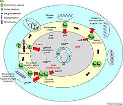 Check spelling or type a new query. Centrosome Wikipedia