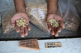 Image result for Coffea salvatrix