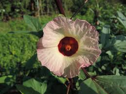 103洛神花 相簿分類 黑胡桃の網路閣 flowers plants dandelion