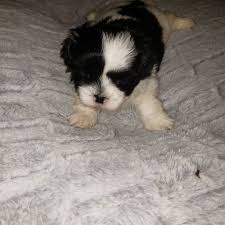 Check spelling or type a new query. Shitzu Puppies Shih Tzu Puppies For Sale In Greeley Co Shih Tzu Puppies For Sale In Denver Colorado Shih Tzu Puppies For Sale In Colorado Craigslist Shih Tzu Puppies Available Rocky