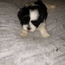 Puppies for sale, yorkies, shih tzus, shorkies, yorkie tzus, hypoallergenic dogs. Shitzu Puppies Shih Tzu Puppies For Sale In Greeley Co Shih Tzu Puppies For Sale In Denver Colorado Shih Tzu Puppies For Sale In Colorado Craigslist Shih Tzu Puppies Available Rocky