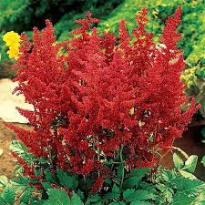 Shade Perennials Red Fanal Astilbe Plants Perennials Shade Perennials