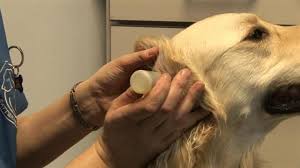 Irrigating Dog S Ears 2 Parts Of Water 1 Part Of White Vinegar Optional 1 2 Drops Rubbing Alcohol Dog Ear Cleaner Dog Ear Ear Irrigation